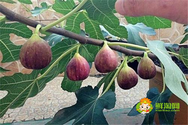 无花果怎么治痔疮,无花果吃多了有什么坏处