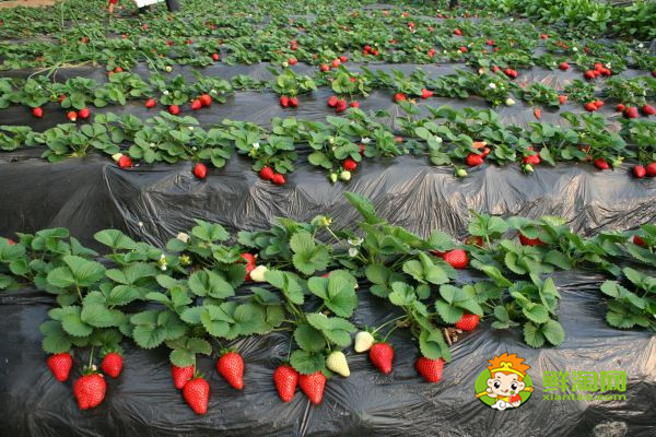 反季节草莓是催熟的吗,冬天的草莓是不是反季节水果