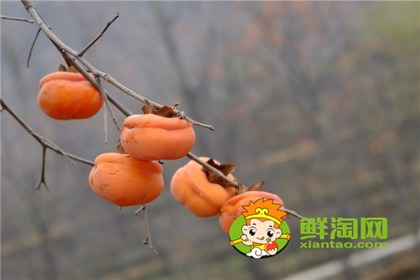 柿子怎么晒成柿子饼,硬柿子和软柿子有什么区别