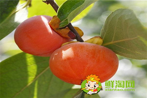 甜柿子吃多了会怎样,买回来的柿子怎么保存