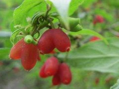 相思果能放多长时间,相思果怎么保存