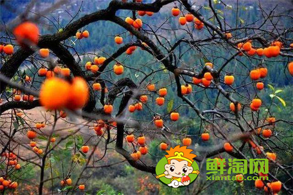 陕西柿子哪里比较有名，什么品种的脆柿子好吃