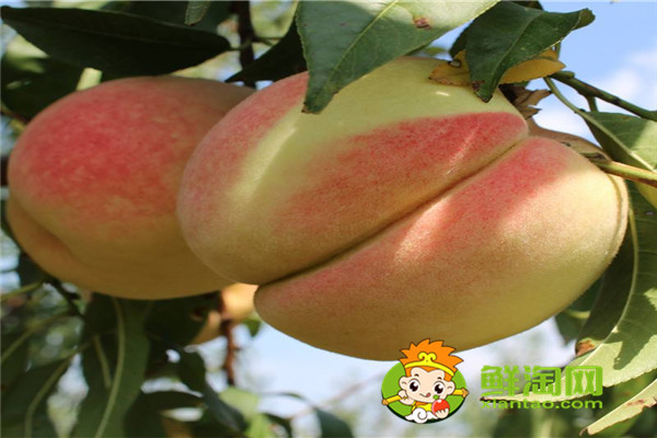 冬桃什么时候成熟,常吃冬桃有哪些好处