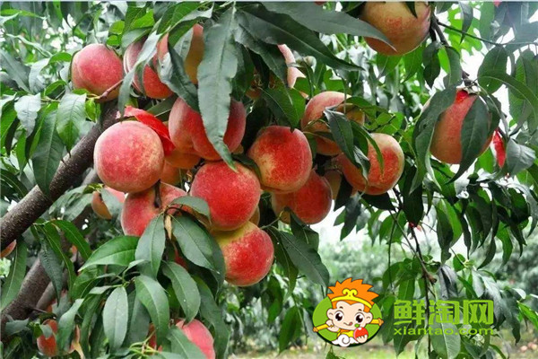 冬桃产地哪里的最好,冬桃和雪桃有什么区别