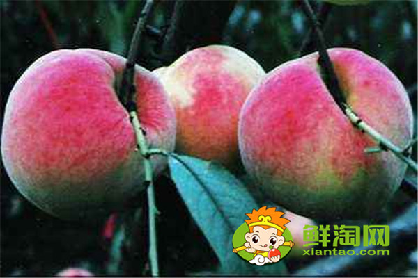 冬天有没有桃子吃,冬桃品种哪个好