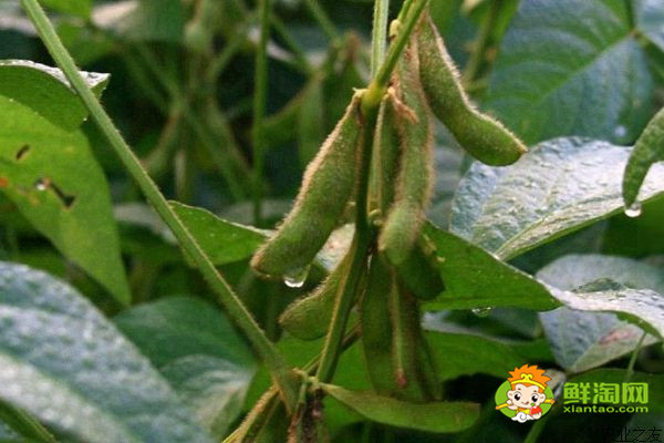 毛豆是黄豆吗,毛豆是什么季节成熟的
