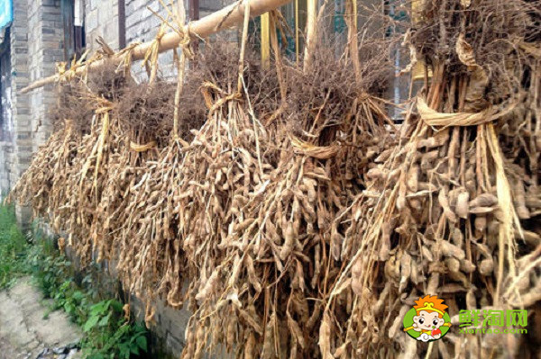 毛豆晒干是什么,毛豆晒干原来是黄豆