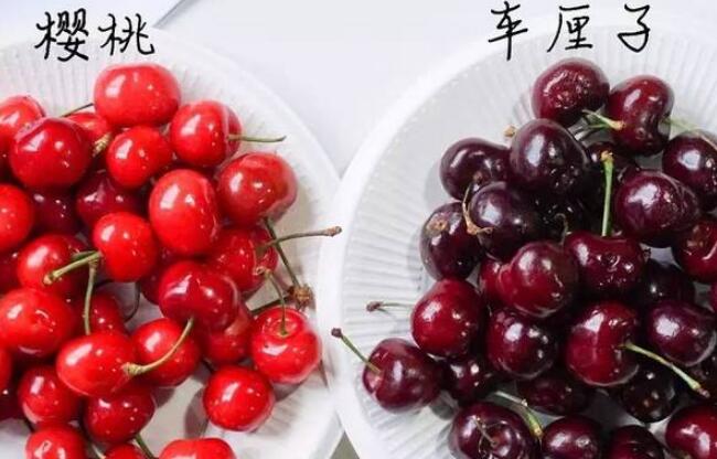 车厘子和樱桃是同一种水果吗,车厘子的保存方法