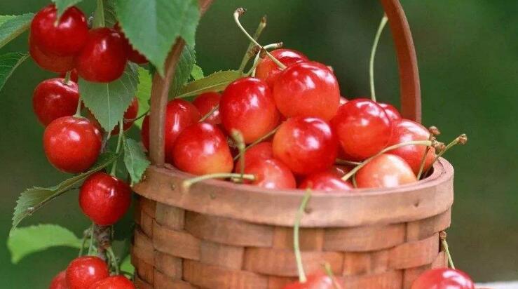 车厘子和樱桃是同一种水果吗,车厘子的保存方法