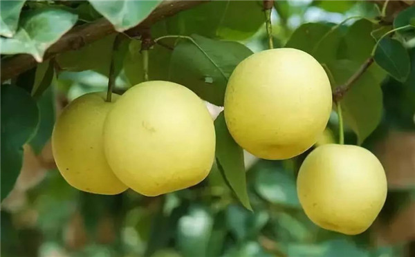 山东特产有哪些土特产,山东最出名特产零食