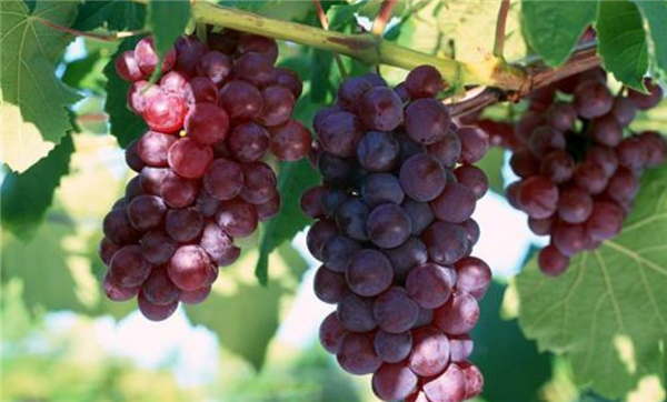 山东特产有哪些土特产,山东最出名特产零食