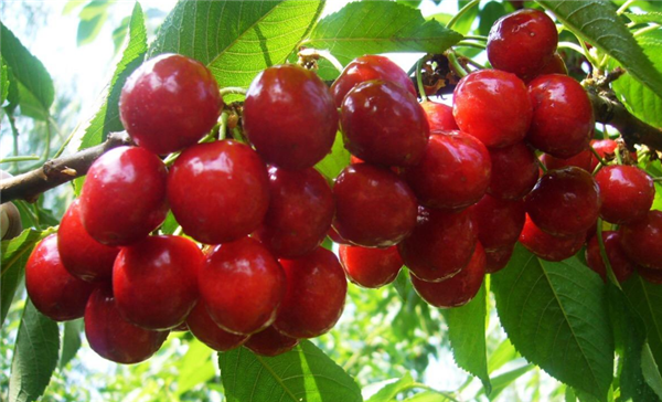 山东特产有哪些土特产,山东最出名特产零食