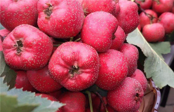 山东特产有哪些土特产,山东最出名特产零食