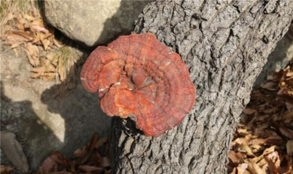 山东特产有哪些土特产,山东最出名特产零食