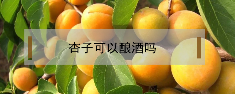 杏子可以酿酒吗