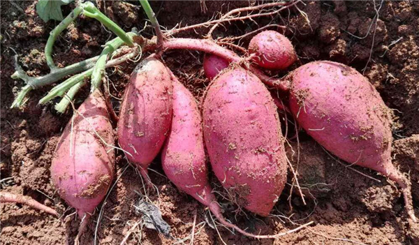 冬季养生必吃十种食物,冬天适合吃什么养生食物